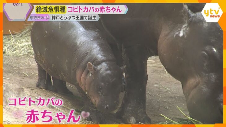 むちむち「コビトカバ」赤ちゃん 大人気　絶滅危惧種、国内でわずか5か所で14頭　神戸どうぶつ王国