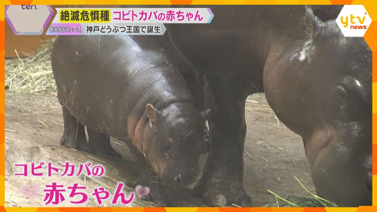 むちむち「コビトカバ」赤ちゃん 大人気　絶滅危惧種、国内でわずか5か所で14頭　神戸どうぶつ王国