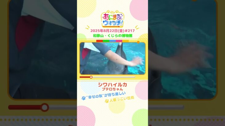 “幸せの秋”が待ち遠しい！「シワハイルカ」 和歌山「くじらの博物館」　#shorts #読売テレビニュース #すまたん #あにまるウォッチ #動物