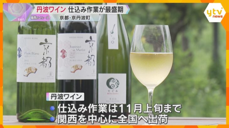 『丹波ワイン』仕込み作業が最盛期「ブドウの状態がいい、エレガントな味わいになると思う」 京丹波町