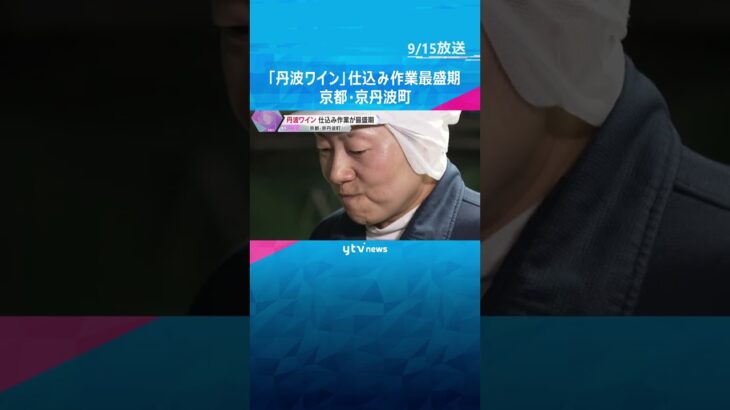 『丹波ワイン』仕込み作業が最盛期「ブドウの状態がいい、エレガントな味わいになると思う」　京丹波町 #shorts #読売テレビニュース