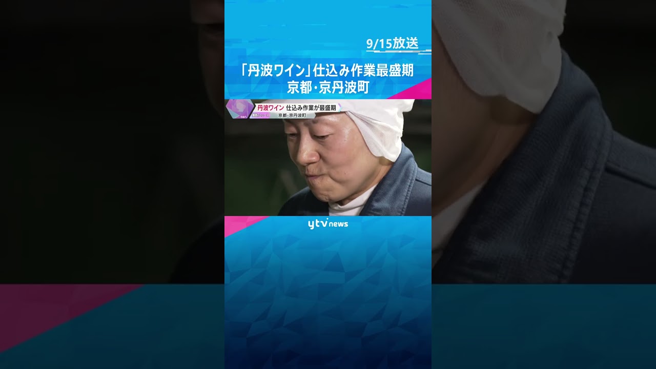 『丹波ワイン』仕込み作業が最盛期「ブドウの状態がいい、エレガントな味わいになると思う」　京丹波町 #shorts #読売テレビニュース