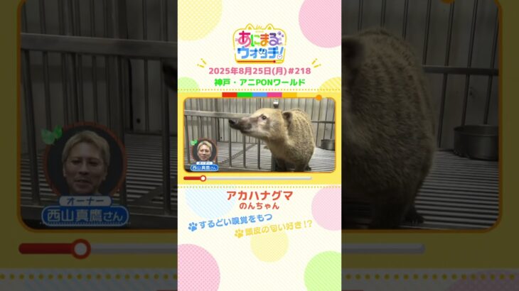 するどい嗅覚をもつ！「アカハナグマ」 神戸「アニPONワールド」　#shorts #読売テレビニュース #すまたん #あにまるウォッチ #動物