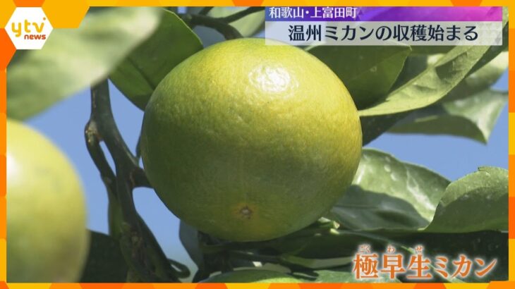 「程よく酸味があって甘く」温州ミカンで最も早い『極早生ミカン』収穫始まる　関西や関東を中心に出荷