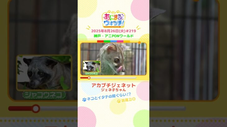 ネコとイタチの間ぐらい！？「アカブチジェネット」　神戸「アニPONワールド」　#shorts #読売テレビニュース #すまたん #あにまるウォッチ #動物