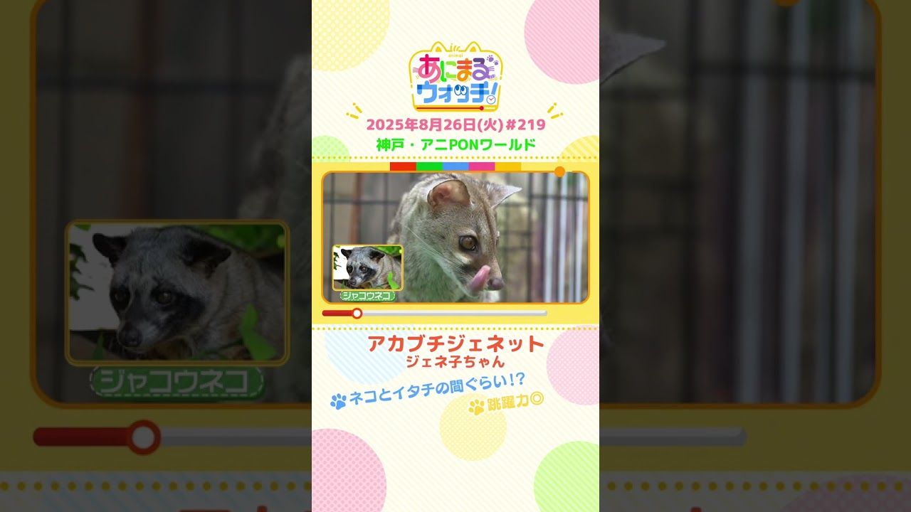 ネコとイタチの間ぐらい！？「アカブチジェネット」　神戸「アニPONワールド」　#shorts #読売テレビニュース #すまたん #あにまるウォッチ #動物