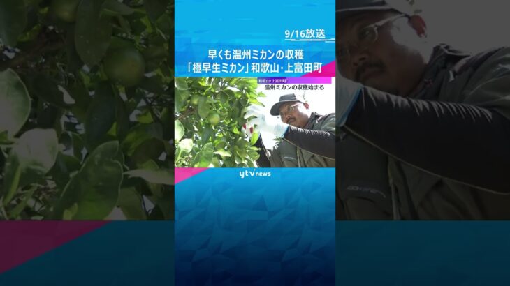 「程よく酸味があって甘く」温州ミカンで最も早い『極早生ミカン』収穫始まる　関西や関東を中心に出荷 #shorts #読売テレビニュース