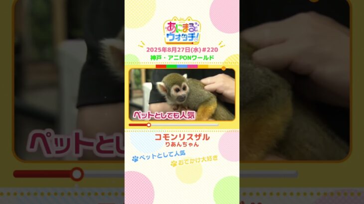 ペットとして人気！「コモンリスザル」 神戸「アニPONワールド」　#shorts #読売テレビニュース #すまたん #あにまるウォッチ #動物