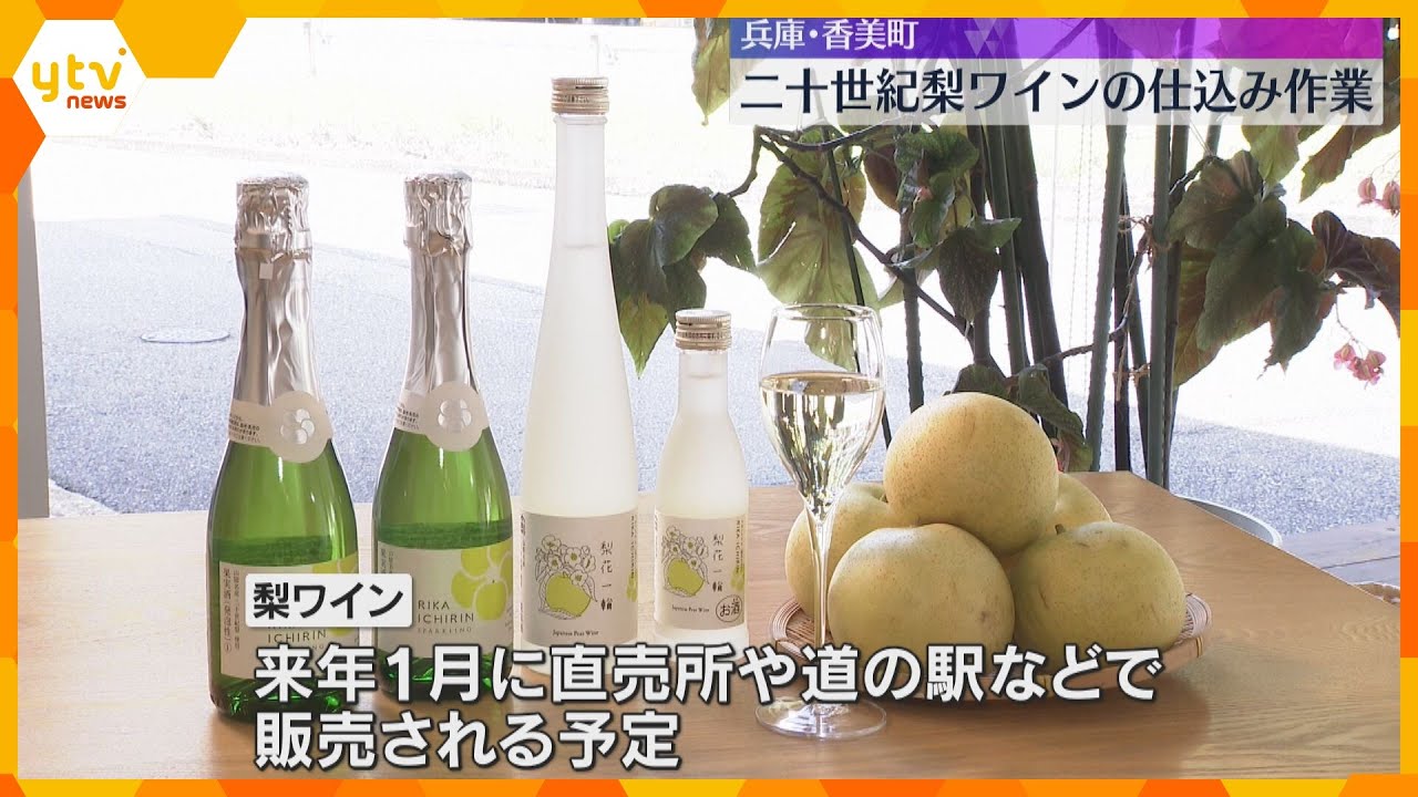 さわやかな酸味とすっきりとした甘さ！二十世紀梨のワインの仕込み作業　兵庫・香美町