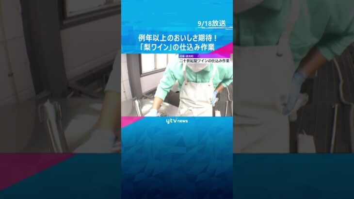 さわやかな酸味とすっきりとした甘さ！二十世紀梨のワインの仕込み作業　兵庫・香美町　#shorts #読売テレビニュース
