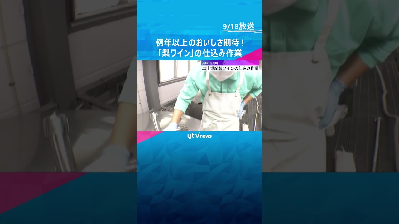 さわやかな酸味とすっきりとした甘さ！二十世紀梨のワインの仕込み作業　兵庫・香美町　#shorts #読売テレビニュース
