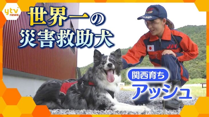 関西育ち・世界一の災害救助犬アッシュ号　能登地震の救助活動にも貢献した驚異の捜索力に迫る！　【かんさい情報ネット ten.特集】