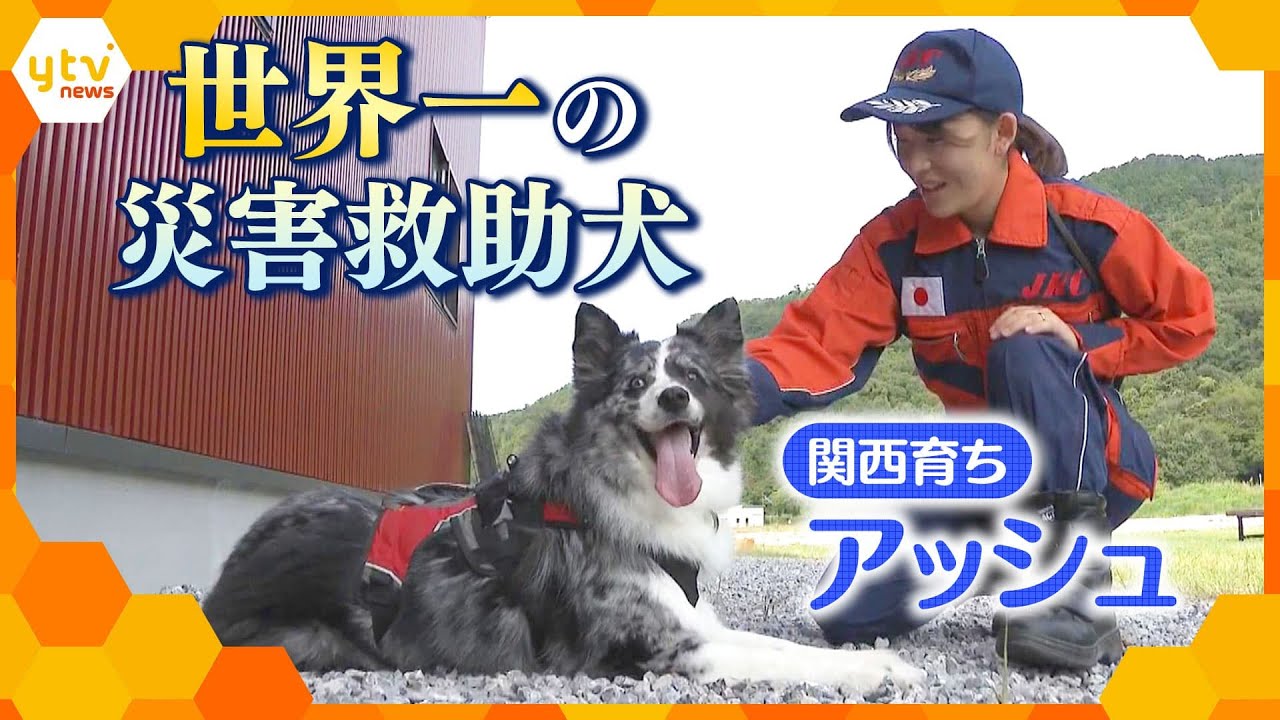 関西育ち・世界一の災害救助犬アッシュ号　能登地震の救助活動にも貢献した驚異の捜索力に迫る！　【かんさい情報ネット ten.特集】