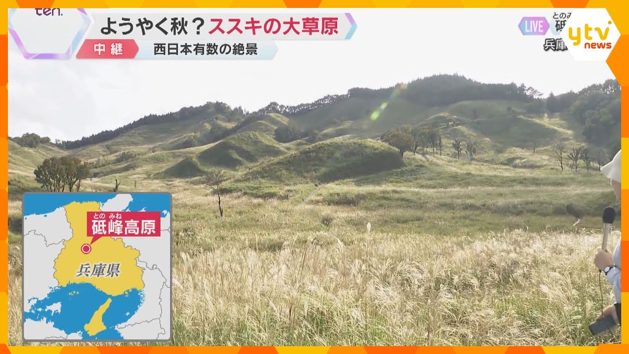 【中継】ようやく秋？“ススキの大草原”が太陽に照らされ黄金色に　西日本有数の絶景　兵庫・砥峰高原