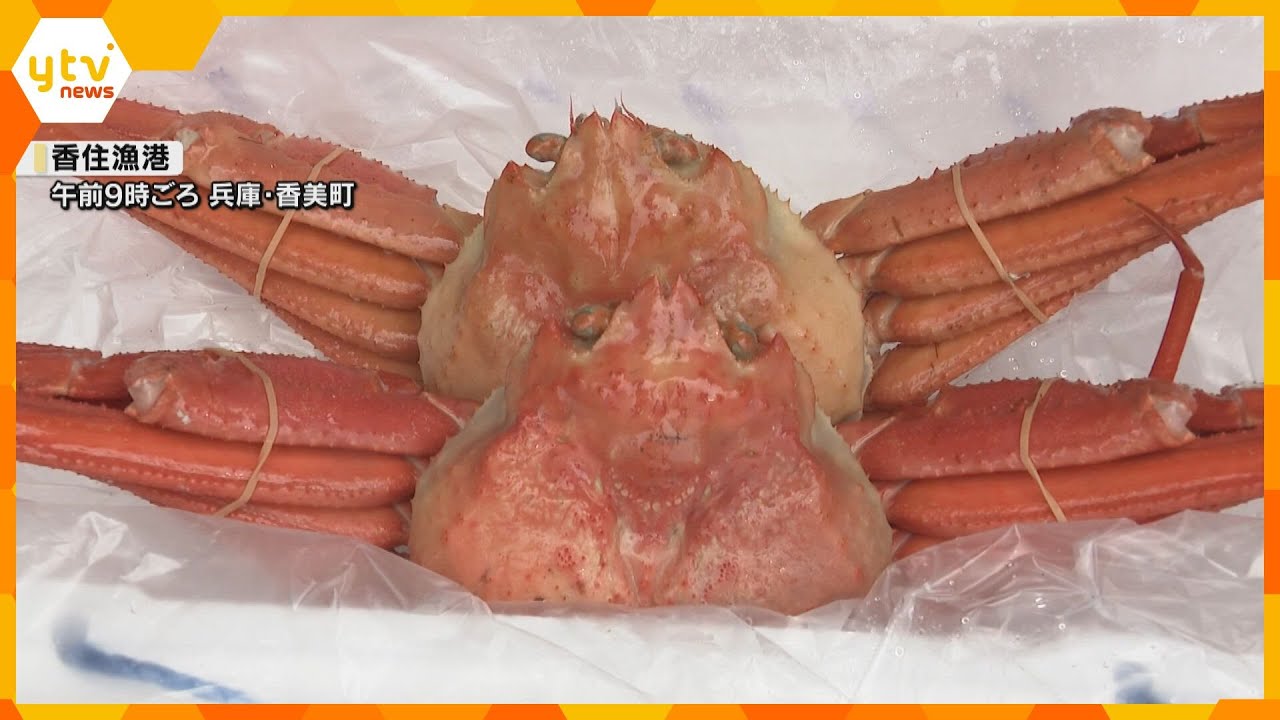 漁解禁！「香住ガニまつり」開催　ベニズワイガニの安売りや上手な食べ方競うイベントも　兵庫・香美町