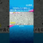 「もちもちしていて美味しい」兵庫・斎藤知事も太鼓判　暑さに強い新品種のコメ『コ・ノ・ホ・シ』初出荷　#shorts #読売テレビニュース