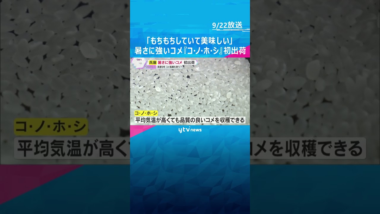 「もちもちしていて美味しい」兵庫・斎藤知事も太鼓判　暑さに強い新品種のコメ『コ・ノ・ホ・シ』初出荷　#shorts #読売テレビニュース
