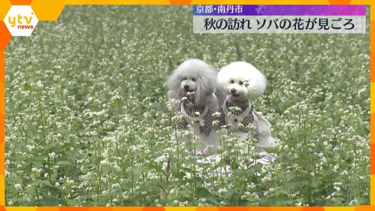 まるでじゅうたん！秋の訪れ告げるソバの花が見ごろ　かやぶき屋根を背景にかれんに咲く　京都・南丹市