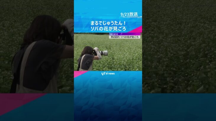 まるでじゅうたん！秋の訪れ告げるソバの花が見ごろ　かやぶき屋根を背景にかれんに咲く　京都・南丹市 #shorts #読売テレビニュース