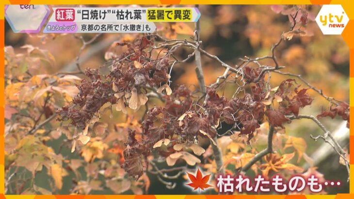 猛暑の影響で「紅葉」に異変　“日焼け”に枯れ葉、害虫も…旅行会社は紅葉時期の“読みづらさ”に苦悩
