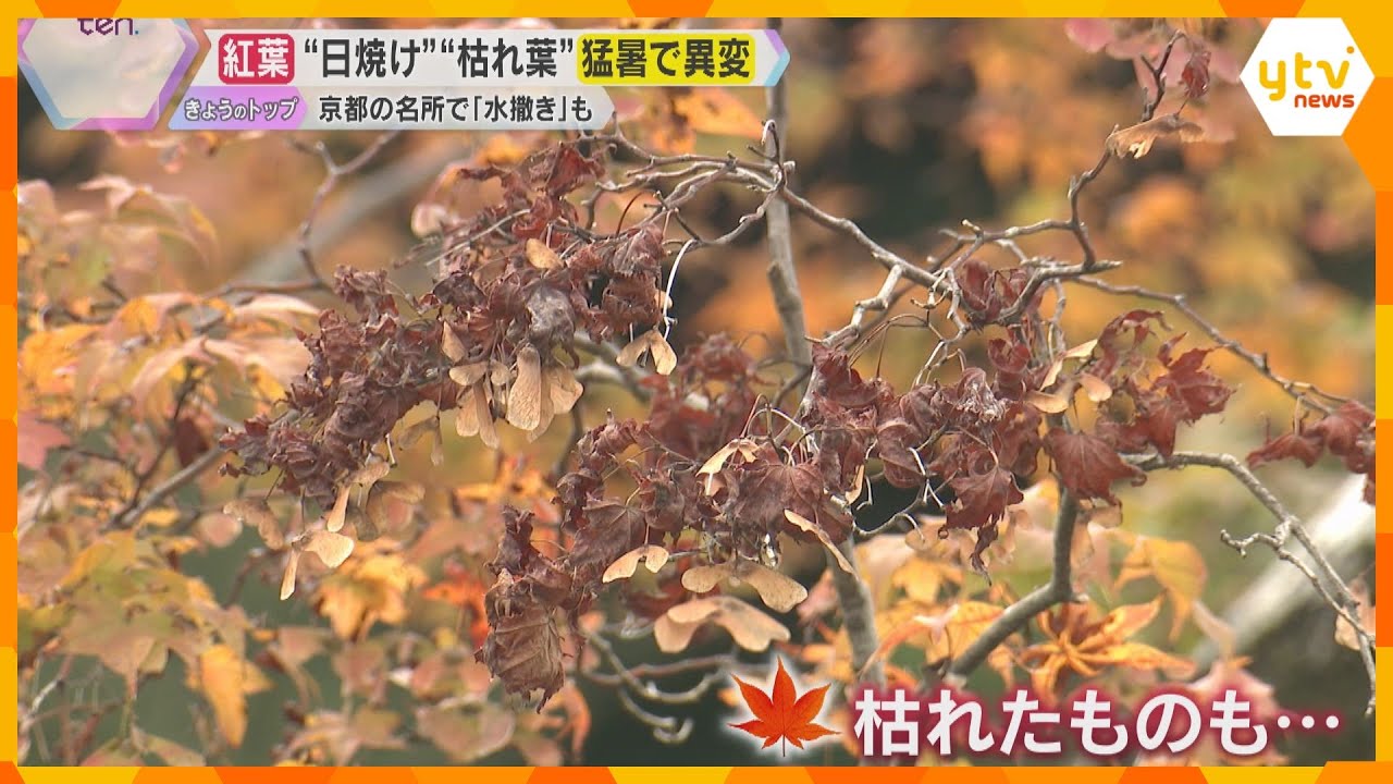 猛暑の影響で「紅葉」に異変　“日焼け”に枯れ葉、害虫も…旅行会社は紅葉時期の“読みづらさ”に苦悩