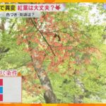 猛暑の影響で秋にソメイヨシノが開花する可能性も　 紅葉の見ごろは？京都府立植物園の樹木医に聞く