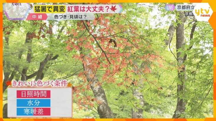 猛暑の影響で秋にソメイヨシノが開花する可能性も　 紅葉の見ごろは？京都府立植物園の樹木医に聞く