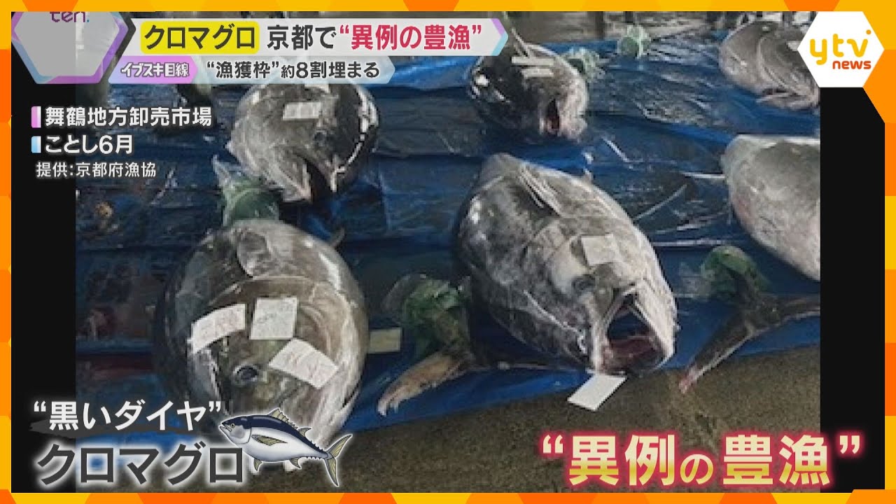産地に異変？クロマグロが京都で“異例の豊漁”　山形ではイカ釣り船に被害　カツオは産地で逆転現象