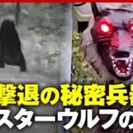【オオカミの声で撃退】逃げ出す動物映像で検証「クマに一番効果がある」モンスターウルフの実力｜ABEMA的ニュースショー