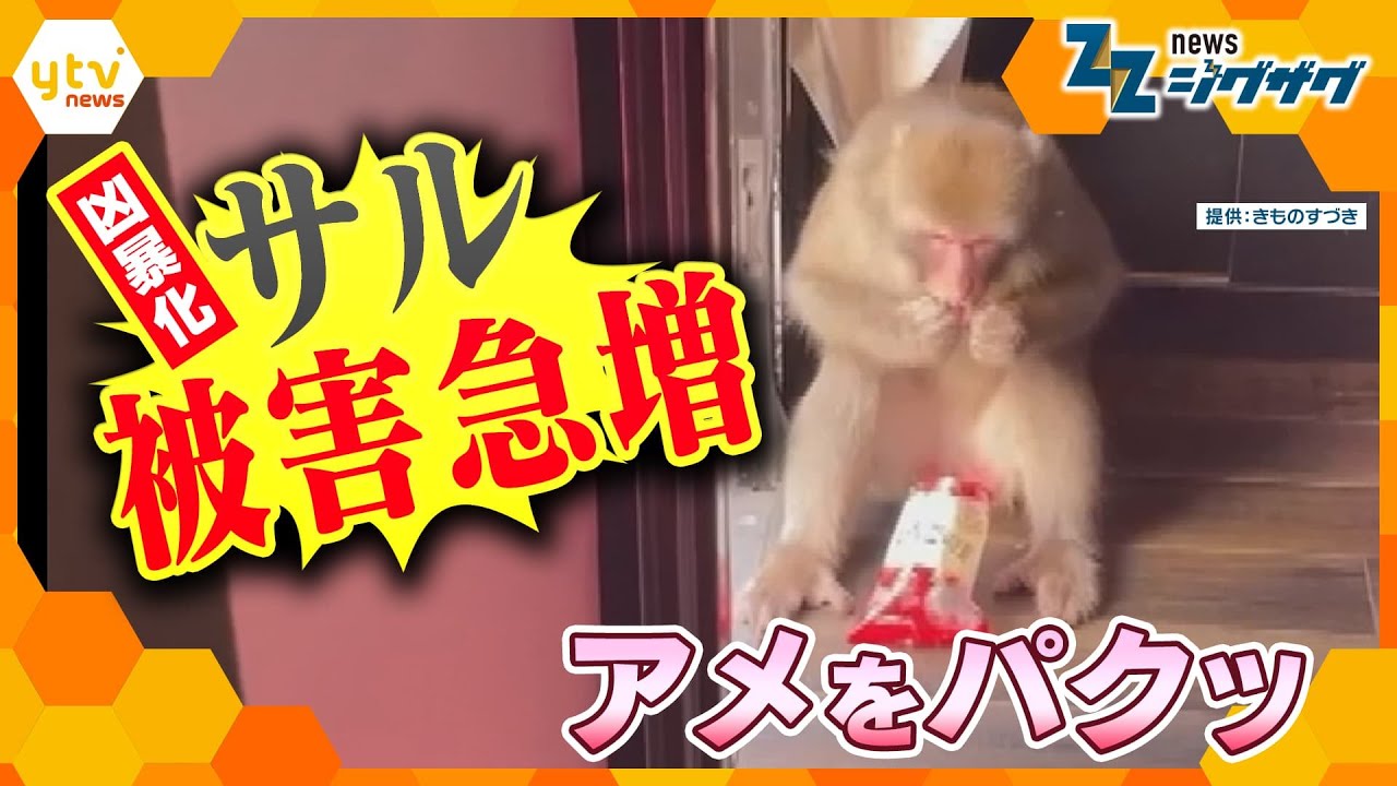 あめをぱくり…関東有数の温泉街・神奈川県湯河原で凶暴化したサル被害が急増　現地を取材【ニュース ジグザグ