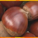 「丹波栗」の収穫がピーク　大粒で色艶が良く、甘みが強いのが特徴の『銀寄』　兵庫・丹波篠山市