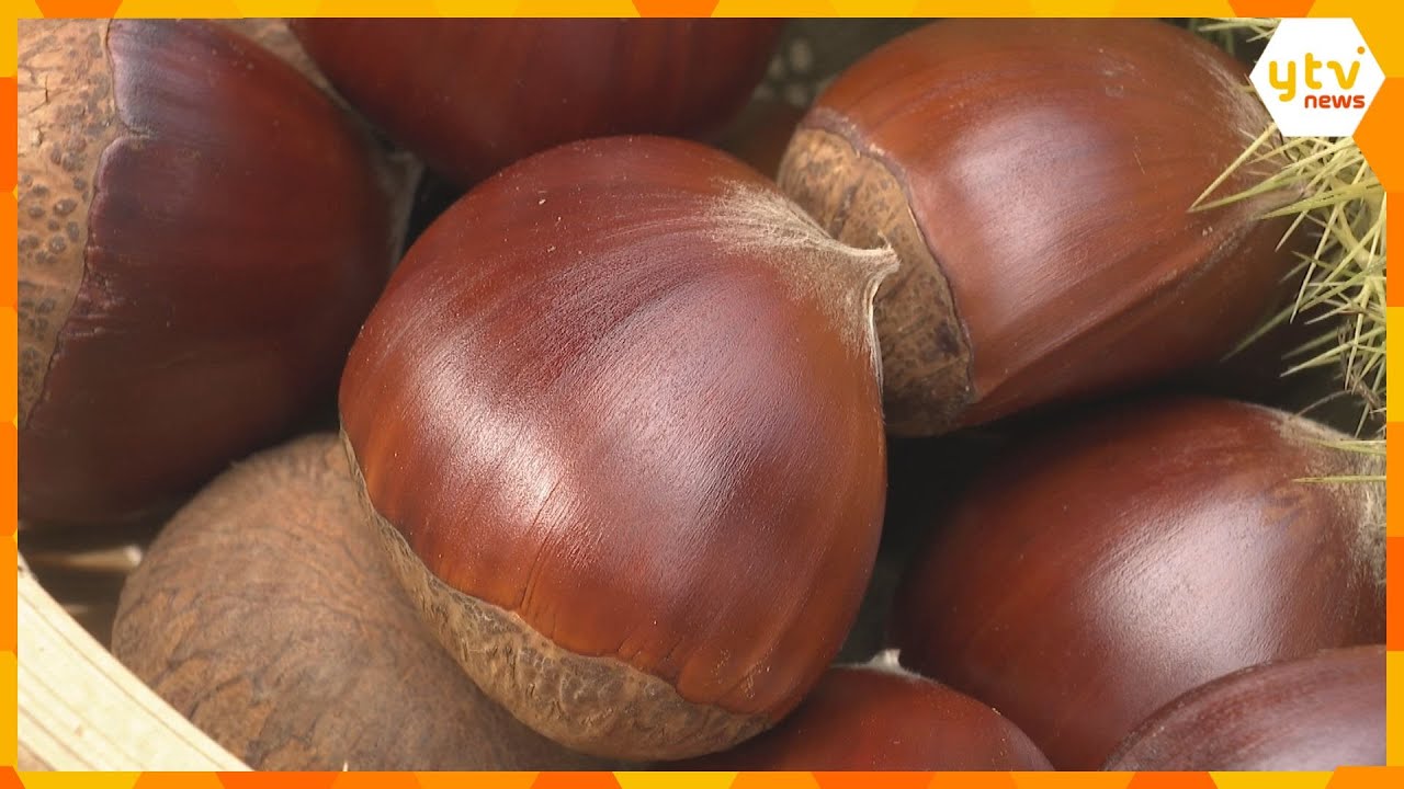 「丹波栗」の収穫がピーク　大粒で色艶が良く、甘みが強いのが特徴の『銀寄』　兵庫・丹波篠山市