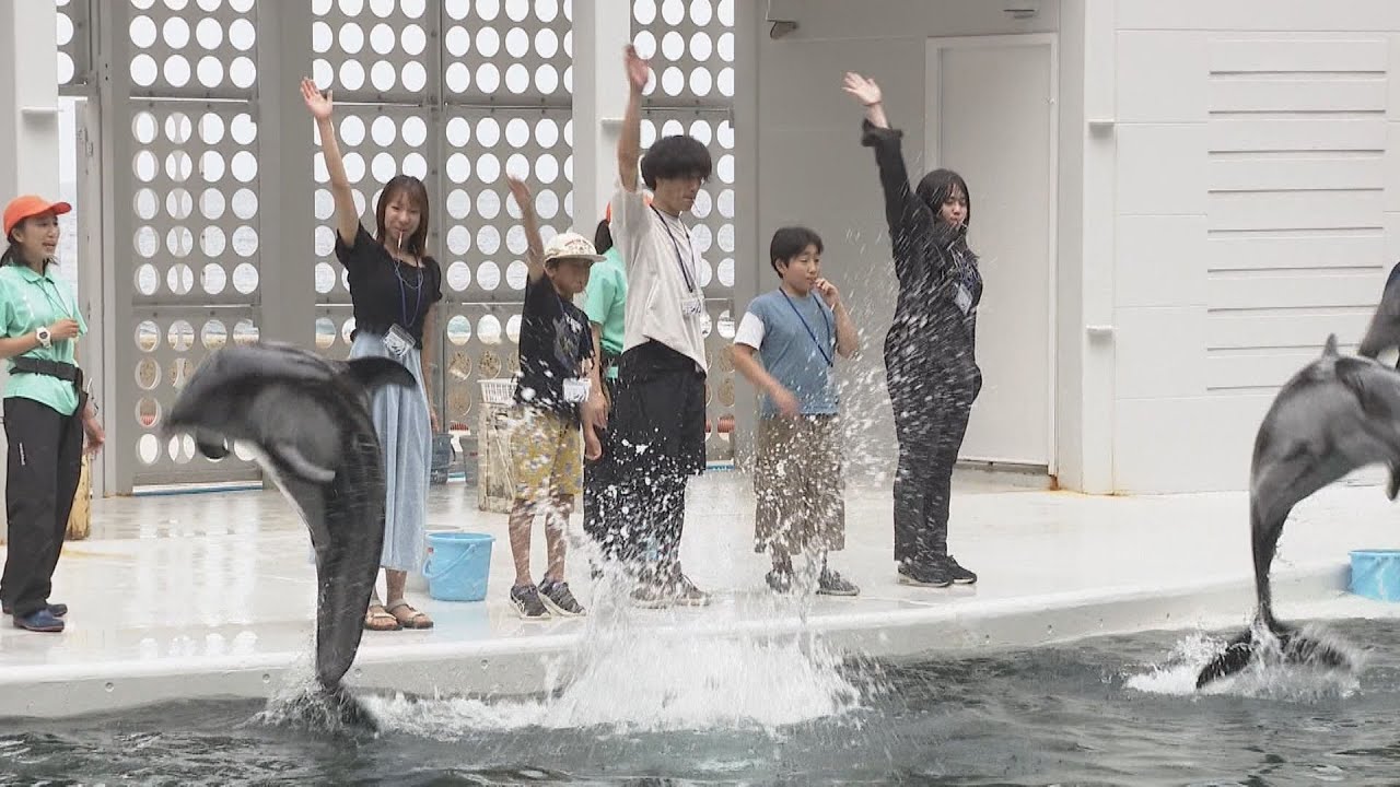 イルカのトレーナー体験人気　城崎の水族館