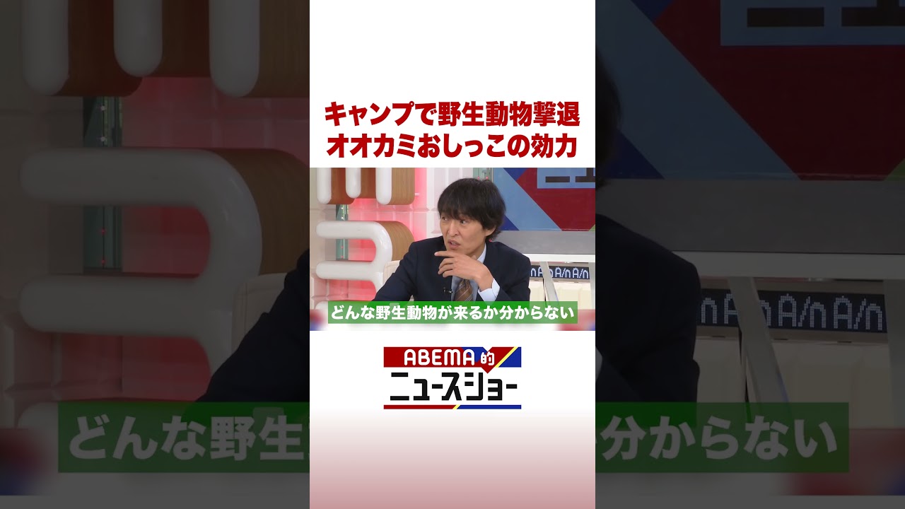 キャンプで野生動物撃退 オオカミおしっこの効力 #ABEMA的ニュースショー #Shorts