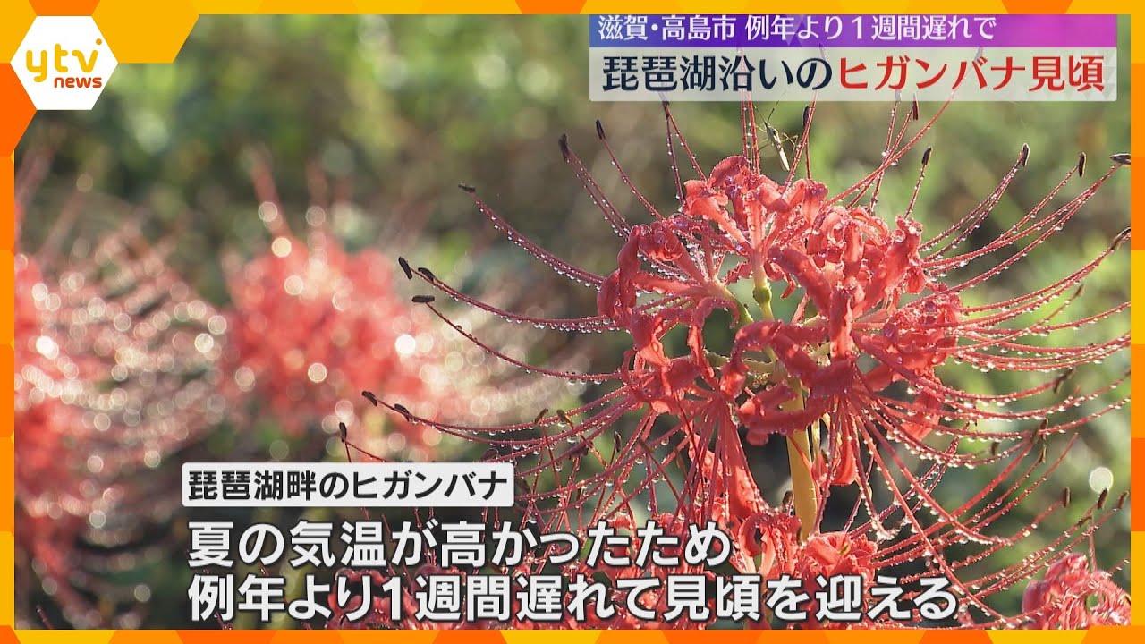 朝日に照らされる真っ赤な花びら　琵琶湖沿いでヒガンバナが見ごろ　約600メートルにわたり自生