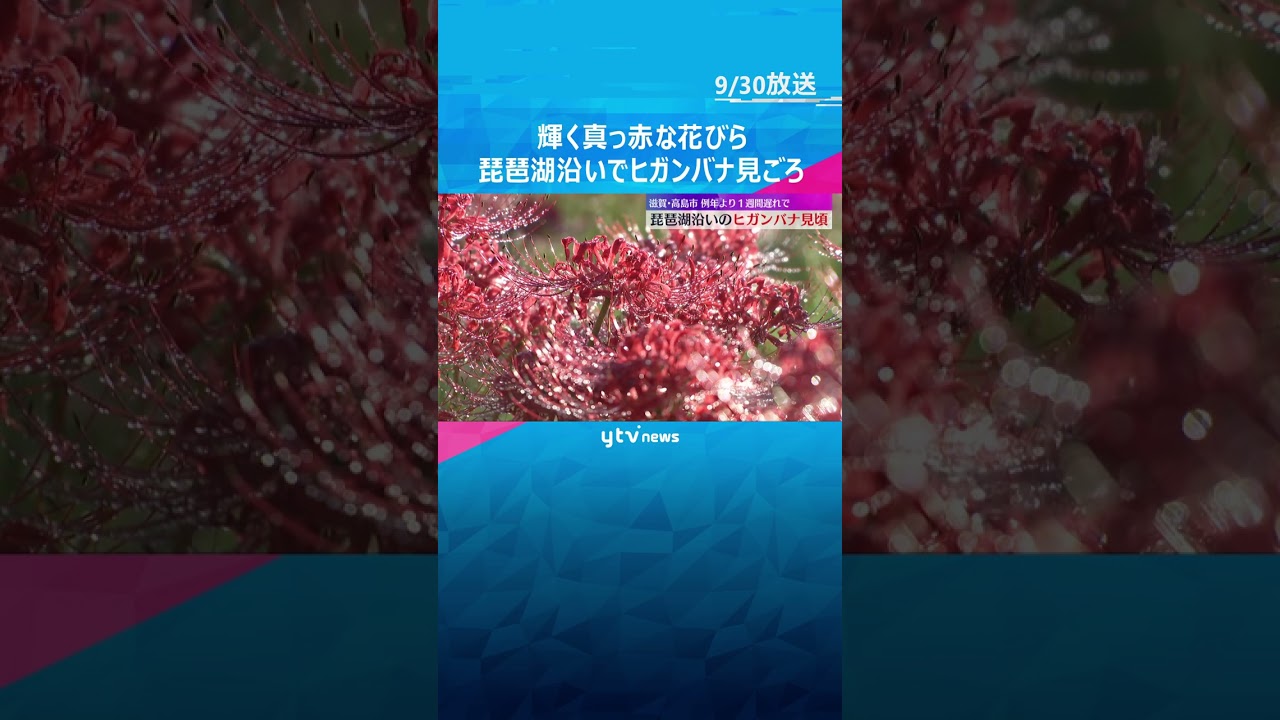 朝日に照らされる真っ赤な花びら　琵琶湖沿いでヒガンバナが見ごろ　約600メートルにわたり自生　#shorts #読売テレビニュース