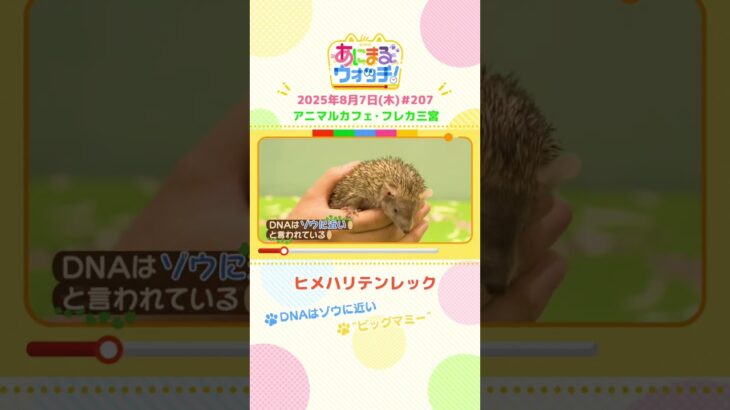 DNAはゾウに近い！「ヒメハリテンレック」　兵庫「フレカ三宮」　#shorts #読売テレビニュース #すまたん #あにまるウォッチ #動物
