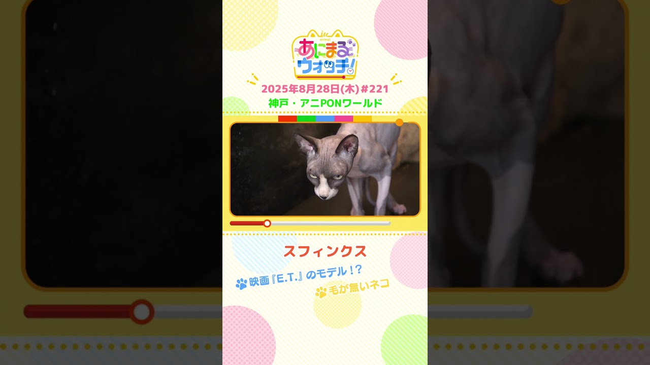 映画『E.T.』のモデル！？「スフィンクス」 神戸「アニPONワールド」　#shorts #読売テレビニュース #すまたん #あにまるウォッチ #動物