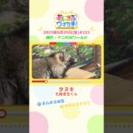 まんまる体型！「タヌキ」　神戸「アニPONワールド」　#shorts #読売テレビニュース #すまたん #あにまるウォッチ #動物