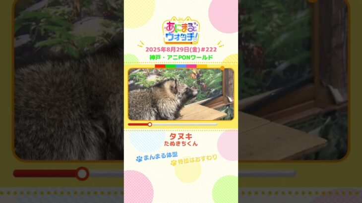 まんまる体型！「タヌキ」　神戸「アニPONワールド」　#shorts #読売テレビニュース #すまたん #あにまるウォッチ #動物