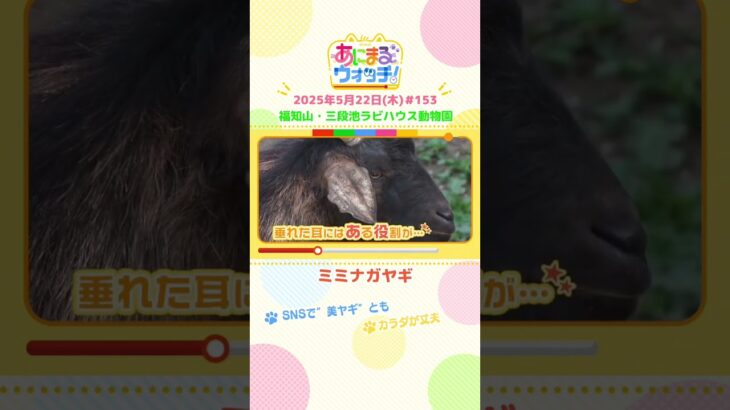 SNSで“美ヤギ”とも！？「ミミナガヤギ」京都・福知山市「三段池ラビハウス動物園」　#shorts #読売テレビニュース #すまたん #あにまるウォッチ #動物