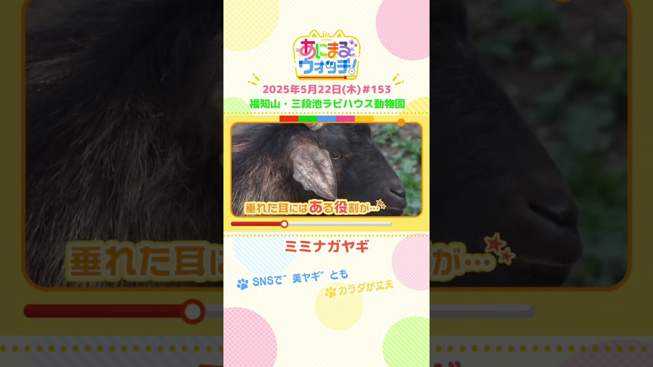SNSで“美ヤギ”とも！？「ミミナガヤギ」京都・福知山市「三段池ラビハウス動物園」　#shorts #読売テレビニュース #すまたん #あにまるウォッチ #動物