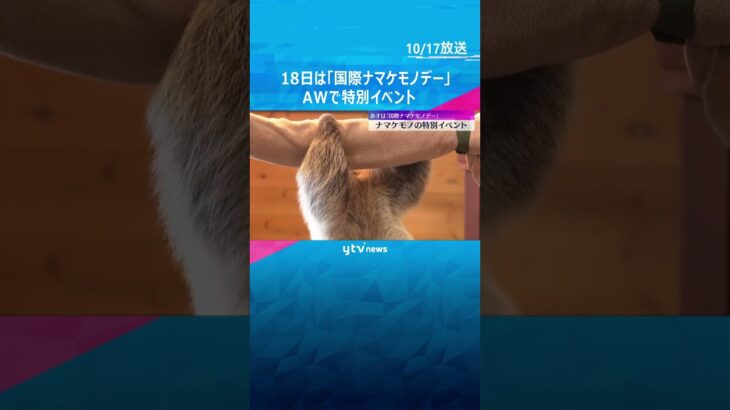 ニンジンで作られたリボンをパクリ！18日は「国際ナマケモノデー」で特別イベント　和歌山・白浜　#shorts #読売テレビニュース