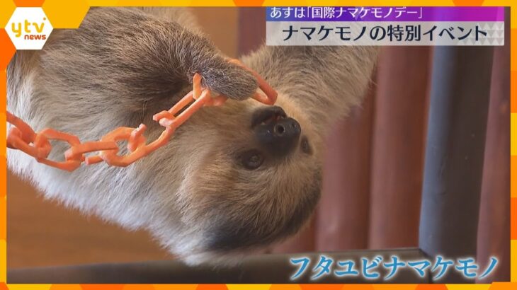 ニンジンで作られたリボンをパクリ！18日は「国際ナマケモノデー」で特別イベント　和歌山・白浜