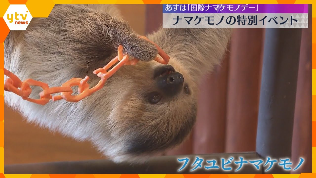 ニンジンで作られたリボンをパクリ！18日は「国際ナマケモノデー」で特別イベント　和歌山・白浜