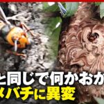 【スズメバチ】小学生ら22人が被害「住宅地で巣作り…クマと同じで何かがおかしい」駆除業者が感じる異変｜ABEMA的ニュースショー