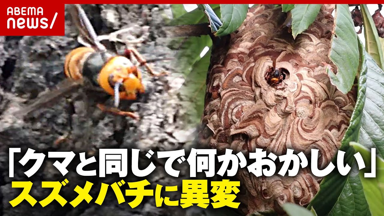 【スズメバチ】小学生ら22人が被害「住宅地で巣作り…クマと同じで何かがおかしい」駆除業者が感じる異変｜ABEMA的ニュースショー