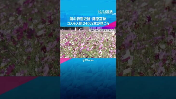 白やピンクなど約240万本のコスモス見ごろ 国の特別史跡・藤原宮跡 10月末まで 奈良・橿原市 #shorts #読売テレビニュース
