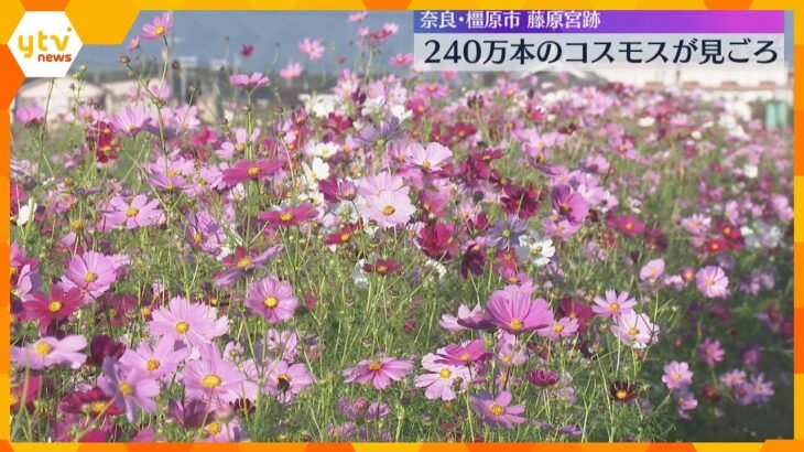 白やピンクなど約240万本のコスモス見ごろ 国の特別史跡・藤原宮跡 10月末まで 奈良・橿原市