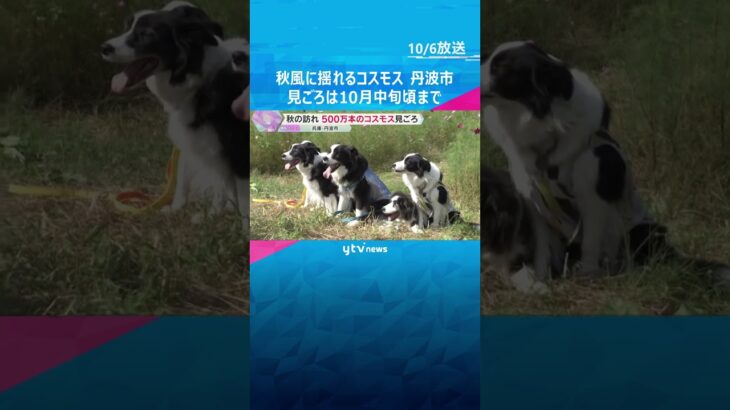 秋風に揺れる500万本　休耕田に咲く色とりどりのコスモスが見ごろ　兵庫・丹波市　#shorts #読売テレビニュース